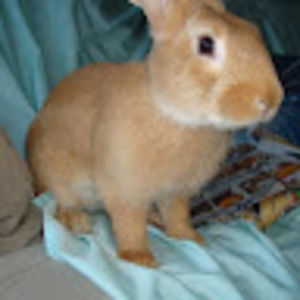 Meet your Posher, Shannon